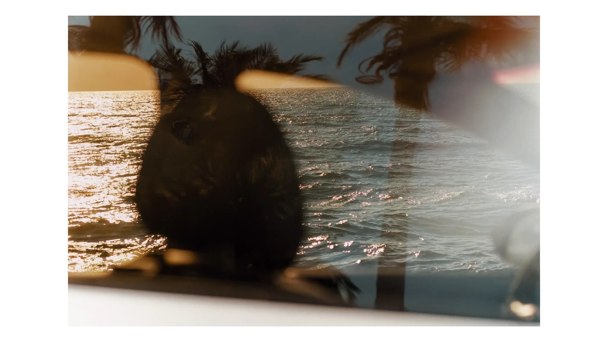 Sunlit ocean water seen through a car window, palm fronds reflected above